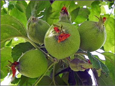 Urkunde VAV Apfel 2011